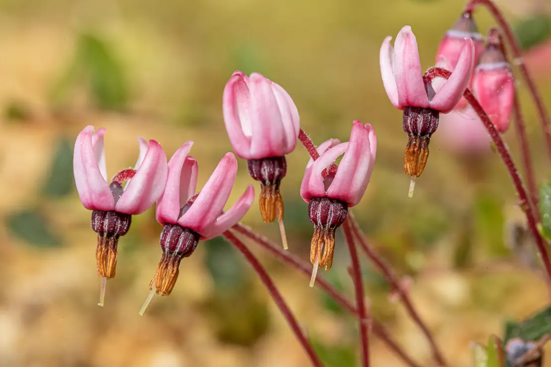 Gewöhnliche Moosbeere (Vaccinium oxycoccos) [1]